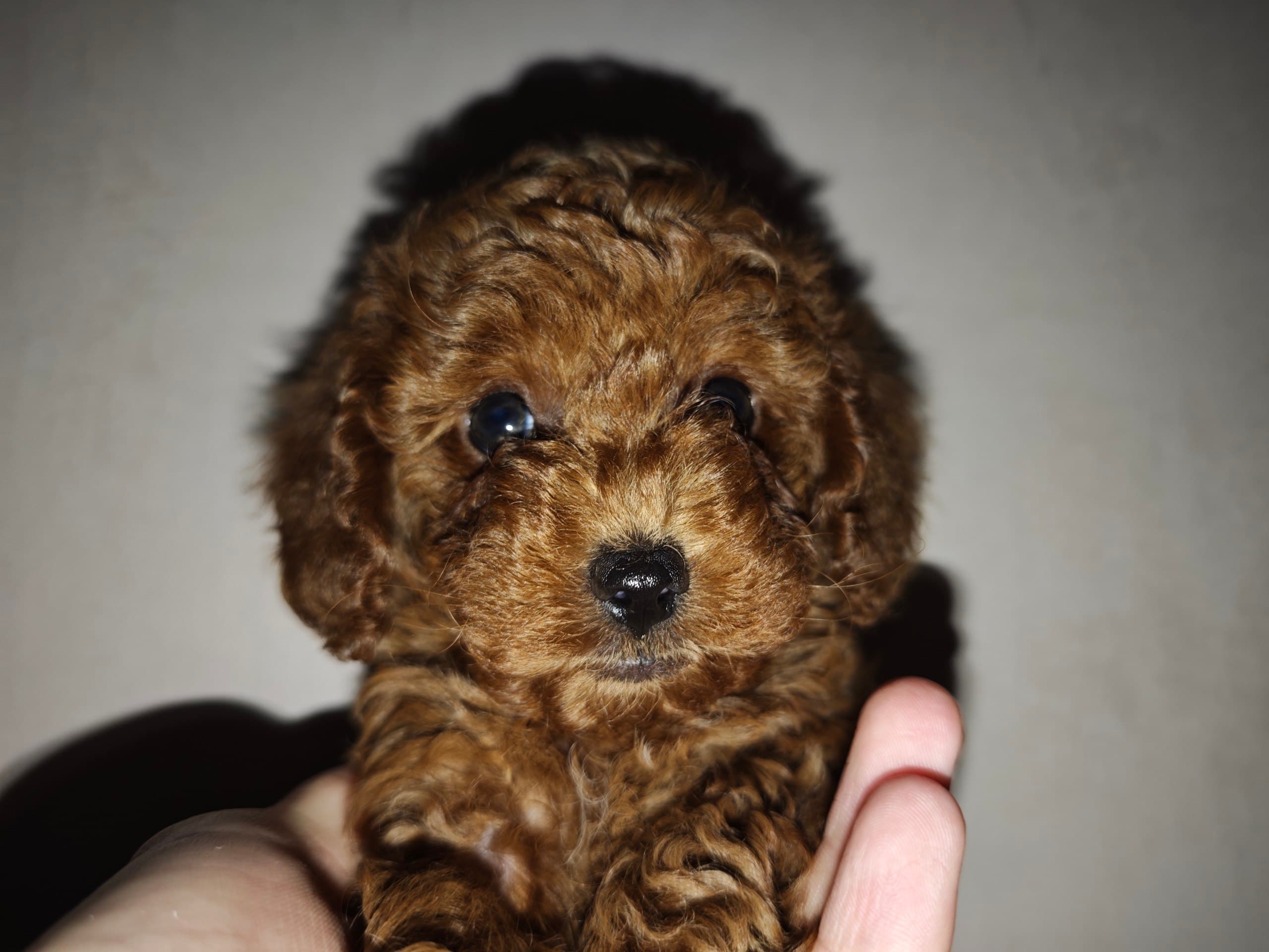 Щенок Той-пудель элитного питомника Royal Paws, окрас Окрас: Ред Браун