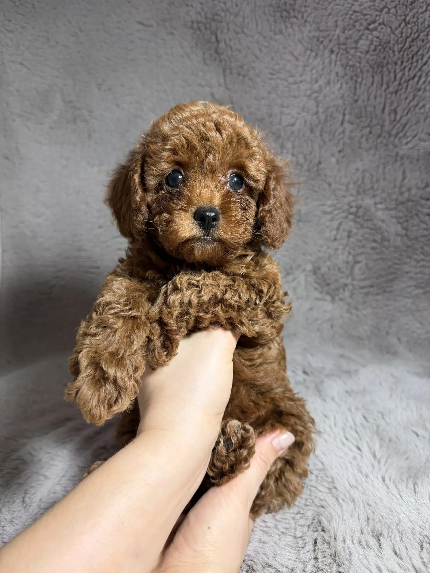 Той-пудель Royal Paws