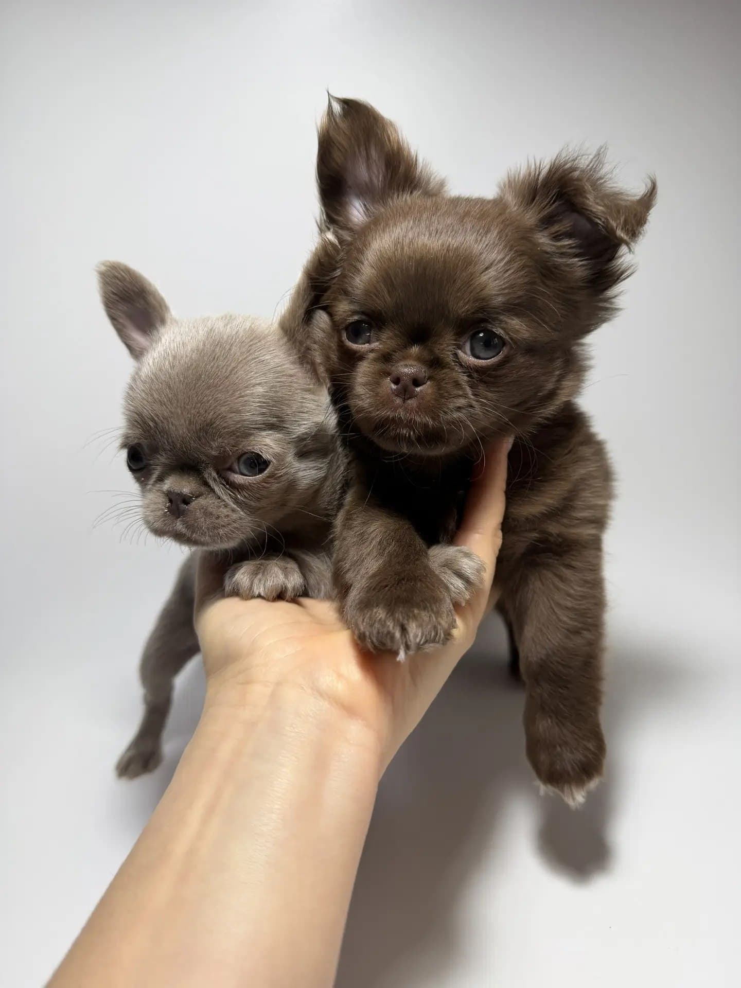 Щенок Чихуахуа элитного питомника Royal Paws, окрас Окрас: Длиношерстный шоколад и Лиловая