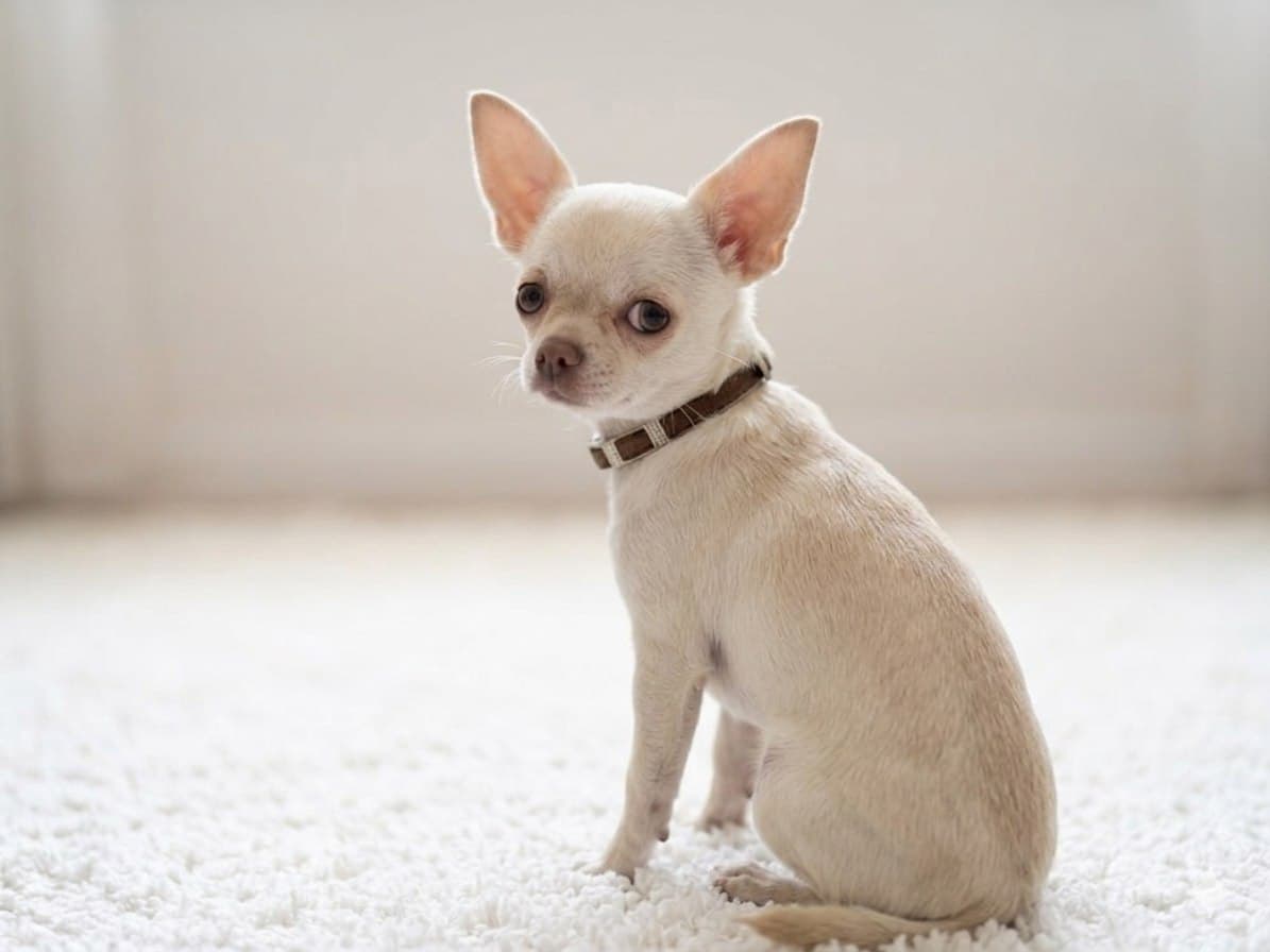 Чихуахуа Royal Paws