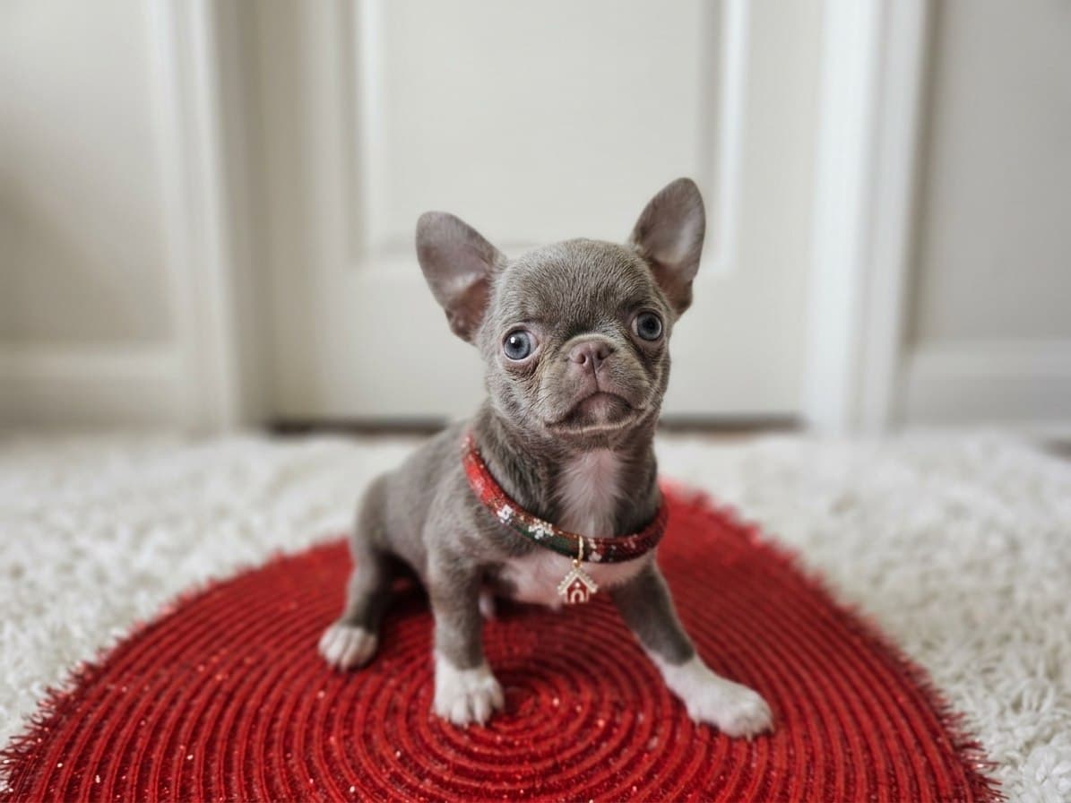 Щенок Чихуахуа элитного питомника Royal Paws, окрас Окрас: Лиловый