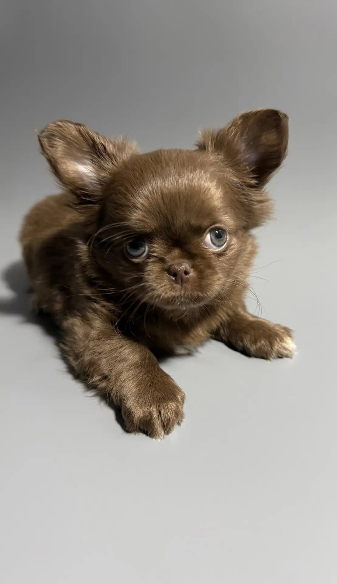 Щенок Чихуахуа элитного питомника Royal Paws, окрас Окрас: Шоколадный длиношерстный