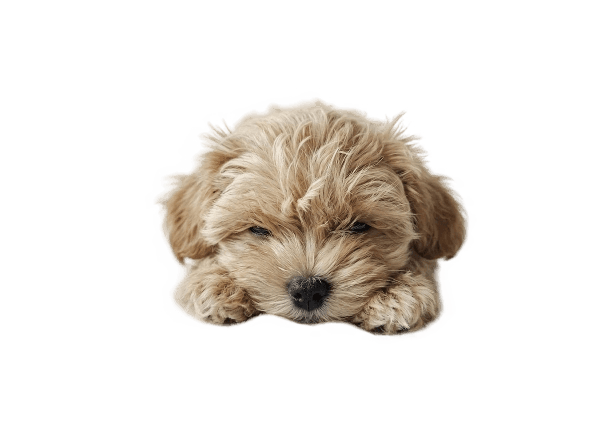 Щенок мальтипу элитного питомника Royal Paws